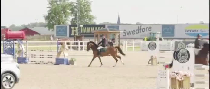 Hoppning hästar till salu: Kvalitativ 5-åring till salu  i Norrköping - Video 1