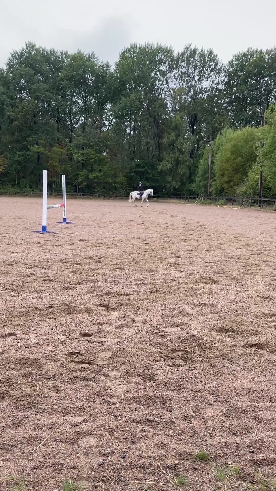 Allround hästar till salu: Trevlig och positiv D-ponny - Video 2