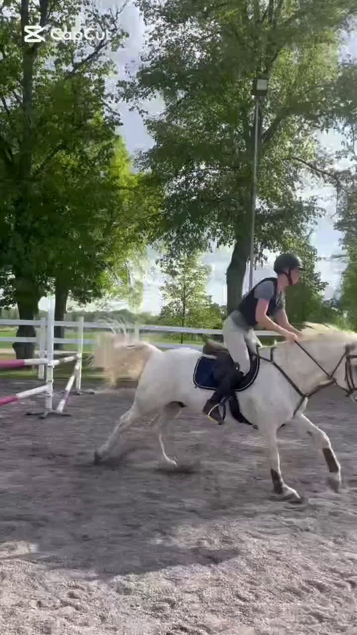 Allround hästar till salu: Renrasig Connemara bytes/säljes - Video 2