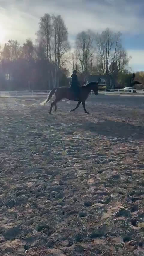 Allround hästar till salu: Din nya bästa vän  i Mora - Video 3