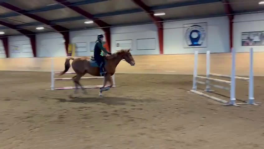 Hoppning hästar till salu: Hopphäst i Njurunda - Video 4