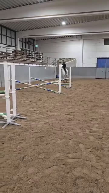 Allround hästar till salu: Mysig allaroundponny! - Video 3