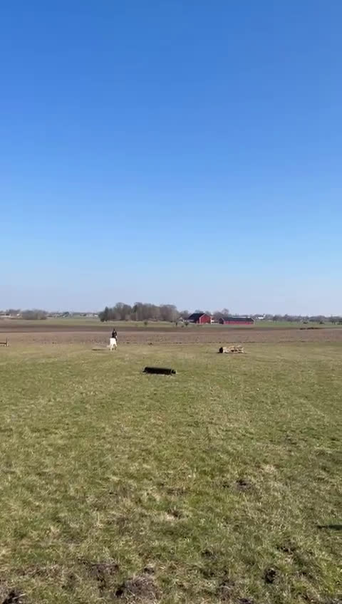 Hoppning hästar till salu: Bästavän, skogsmulle eller sällskap - Video 1