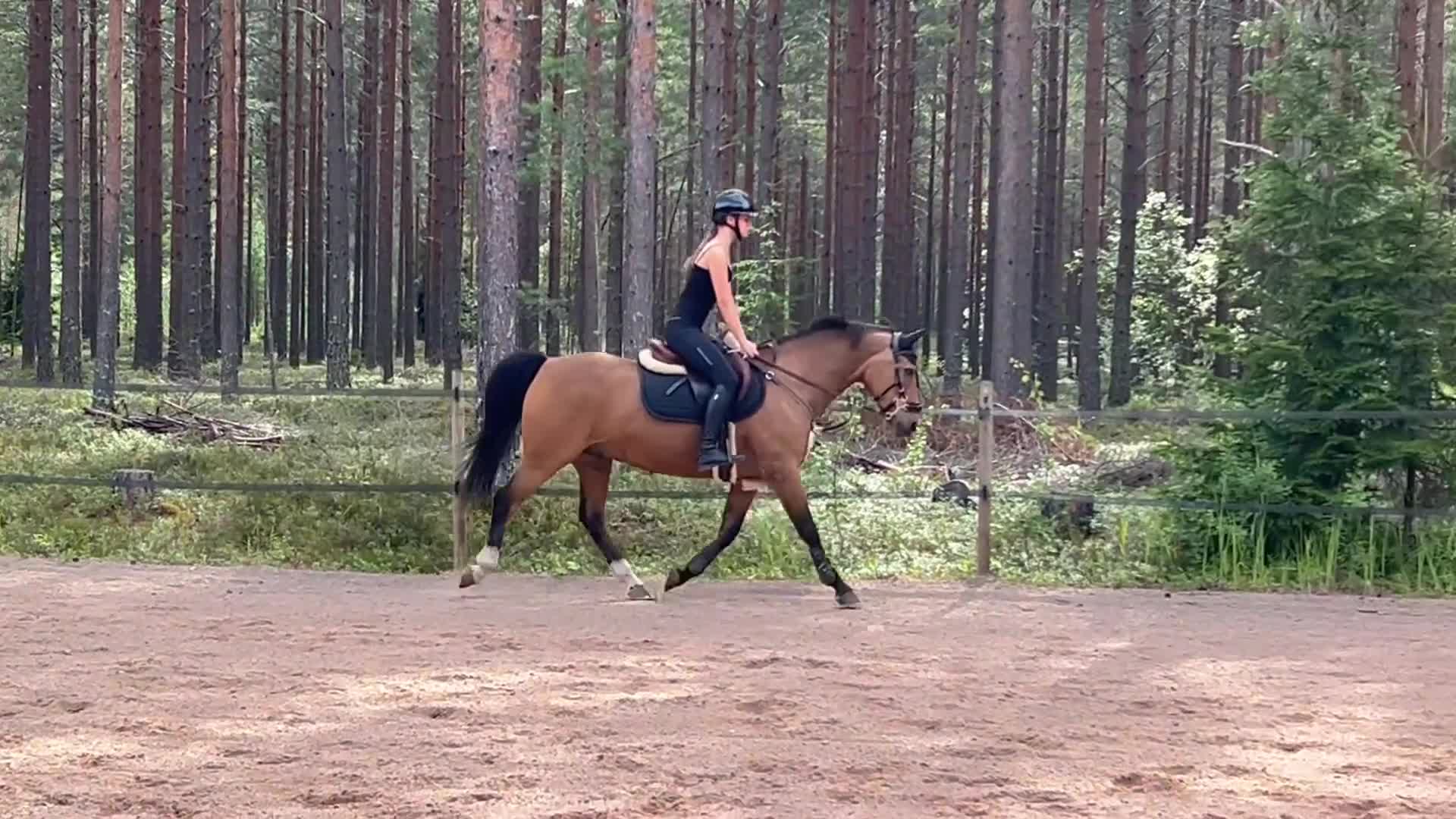 Allround hästar till salu: Maxad C-ponny söker bästa kompis - Video 2