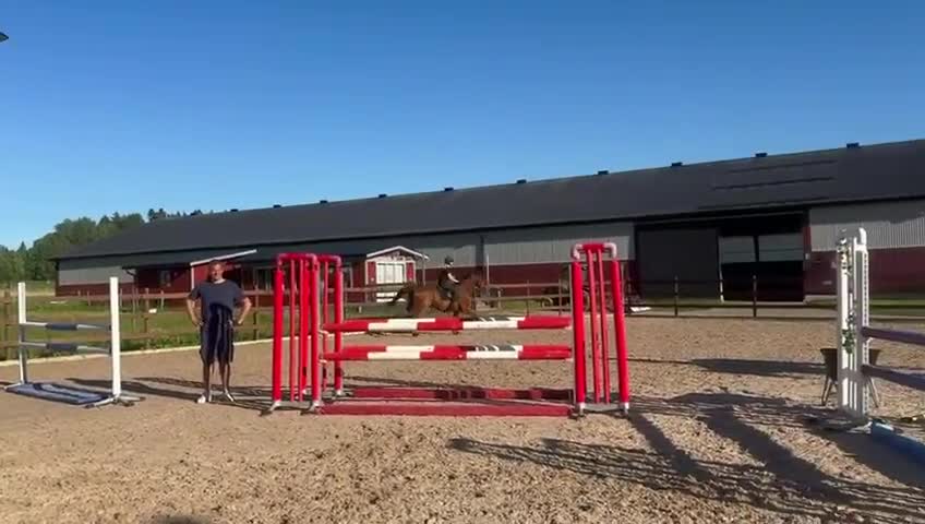 Hoppning hästar till salu: super fin valack! - Video 1