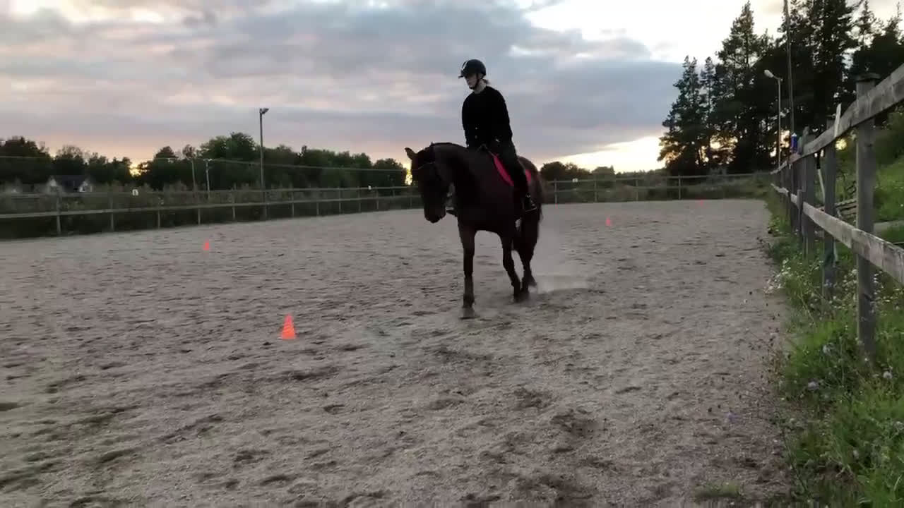 Allround hästar till salu: Mysig kille vill hitta ett nytt hem - Video 4