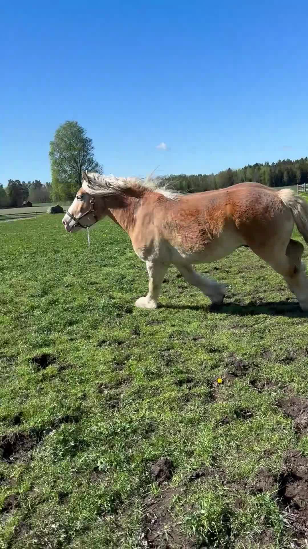 Allround hästar till salu: Unik projekthäst - Video 1