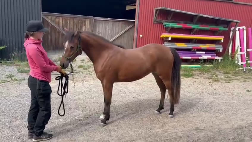 Allround hästar till salu: 2,5årigt sto för framtida ungponnychampionat i Södertälje - Video 2