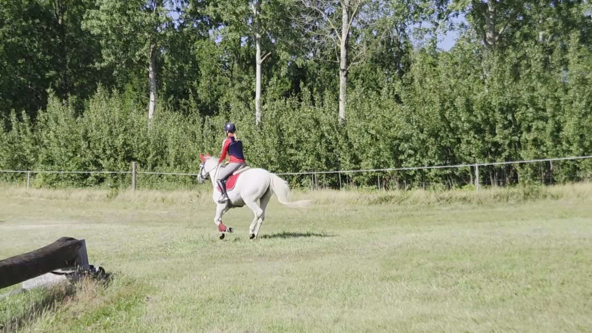 Allround hästar till salu: Första tävlingskompis och bästa vän. - Video 4