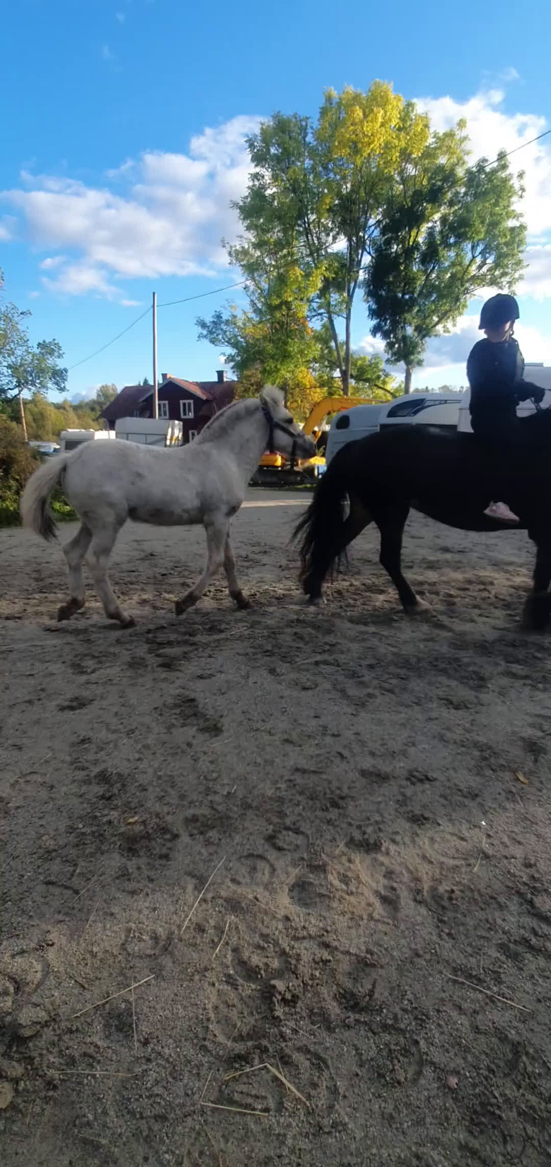 Allround hästar till salu: vitblack åring - Video 3