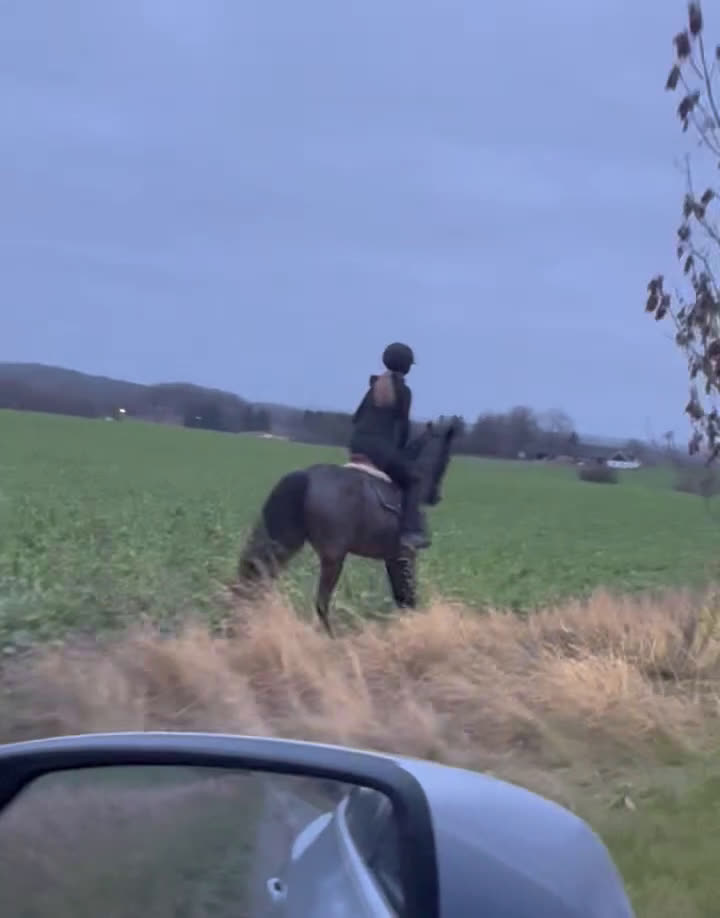 Allround hästar till salu: Världens snällaste tjej  i Blentarp - Video 2