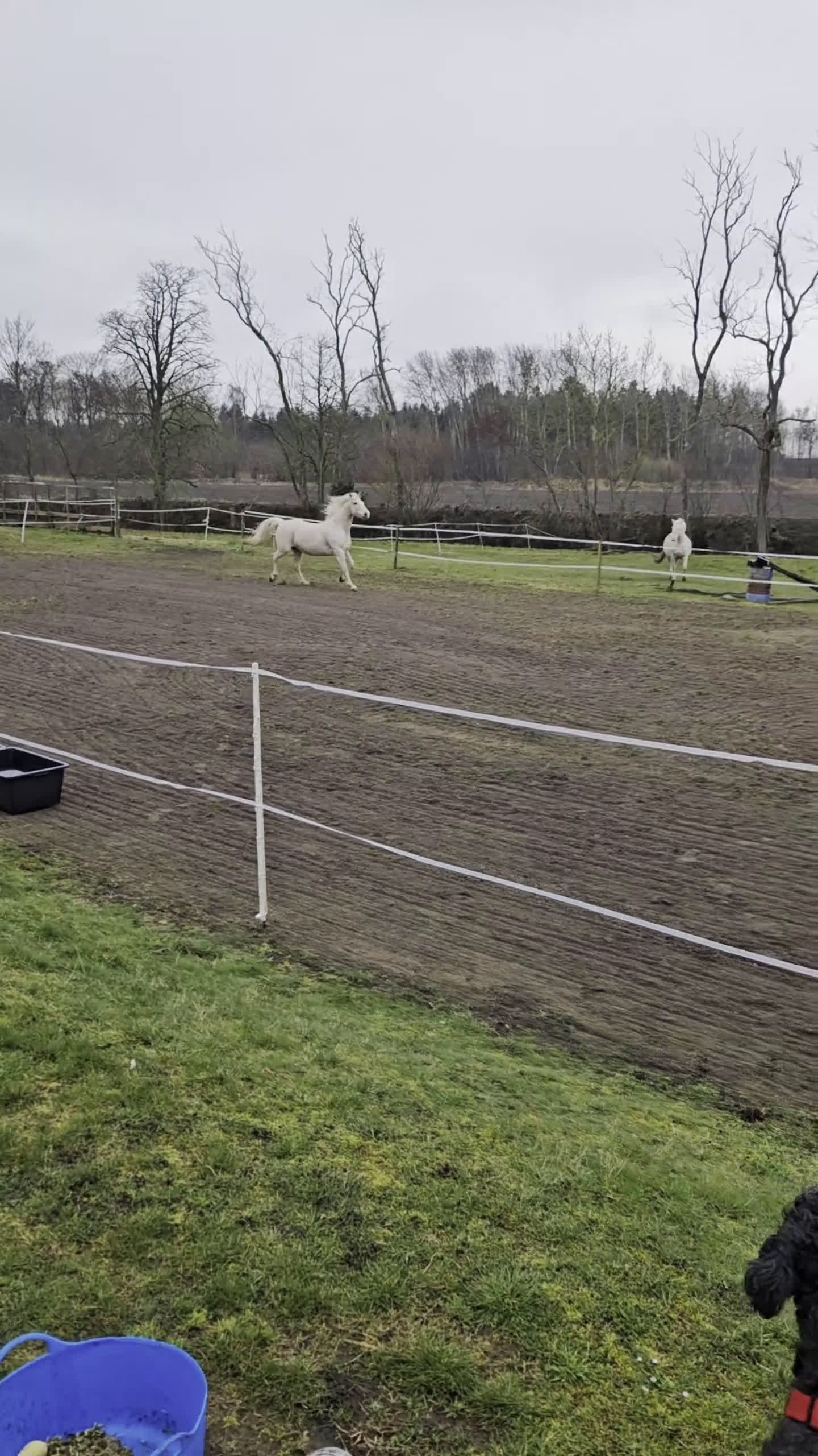 Allround hästar till salu: Trevlig fredriksborgervalack - Video 1