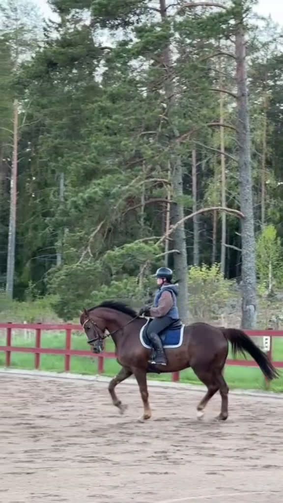 Dressyr hästar till salu: Dressyrhäst för framtiden! i Vattholma - Video 1