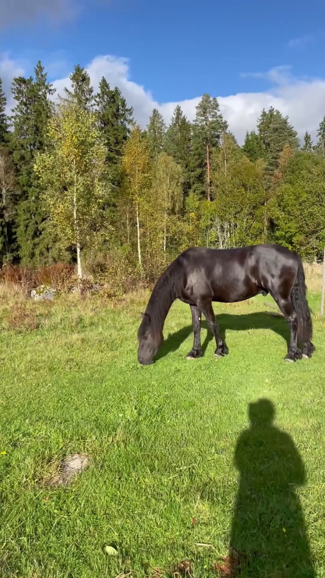Körning hästar till salu: Super trevlig Frieser valack 3år - Video 3
