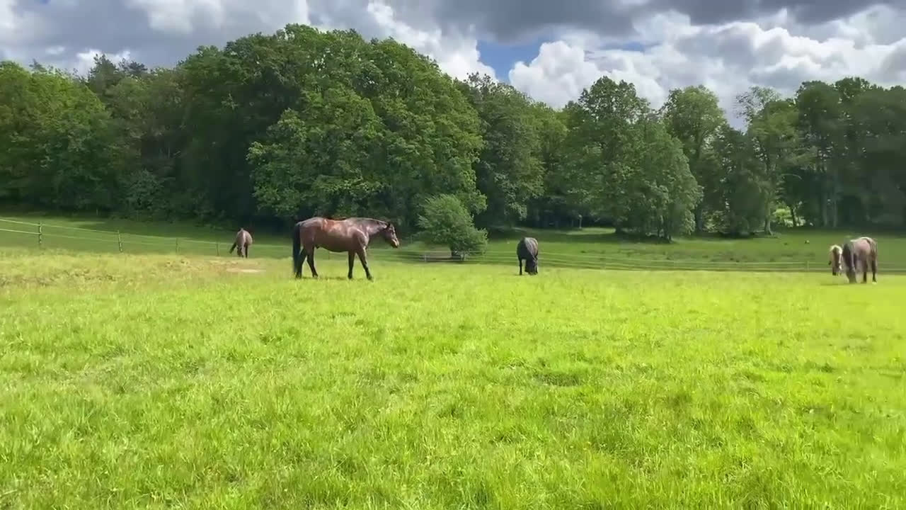 Allround hästar sökes: Trygg valack till Kärleksfullt hem i Alingsås - Video 1