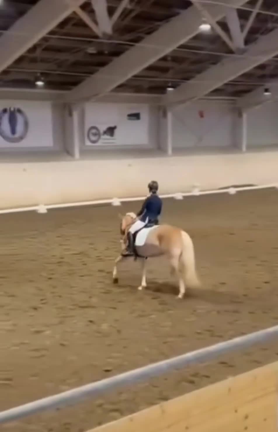 Allround hästar till salu: Superfin allroundponny, extra talang inom dressyr. - Video 1