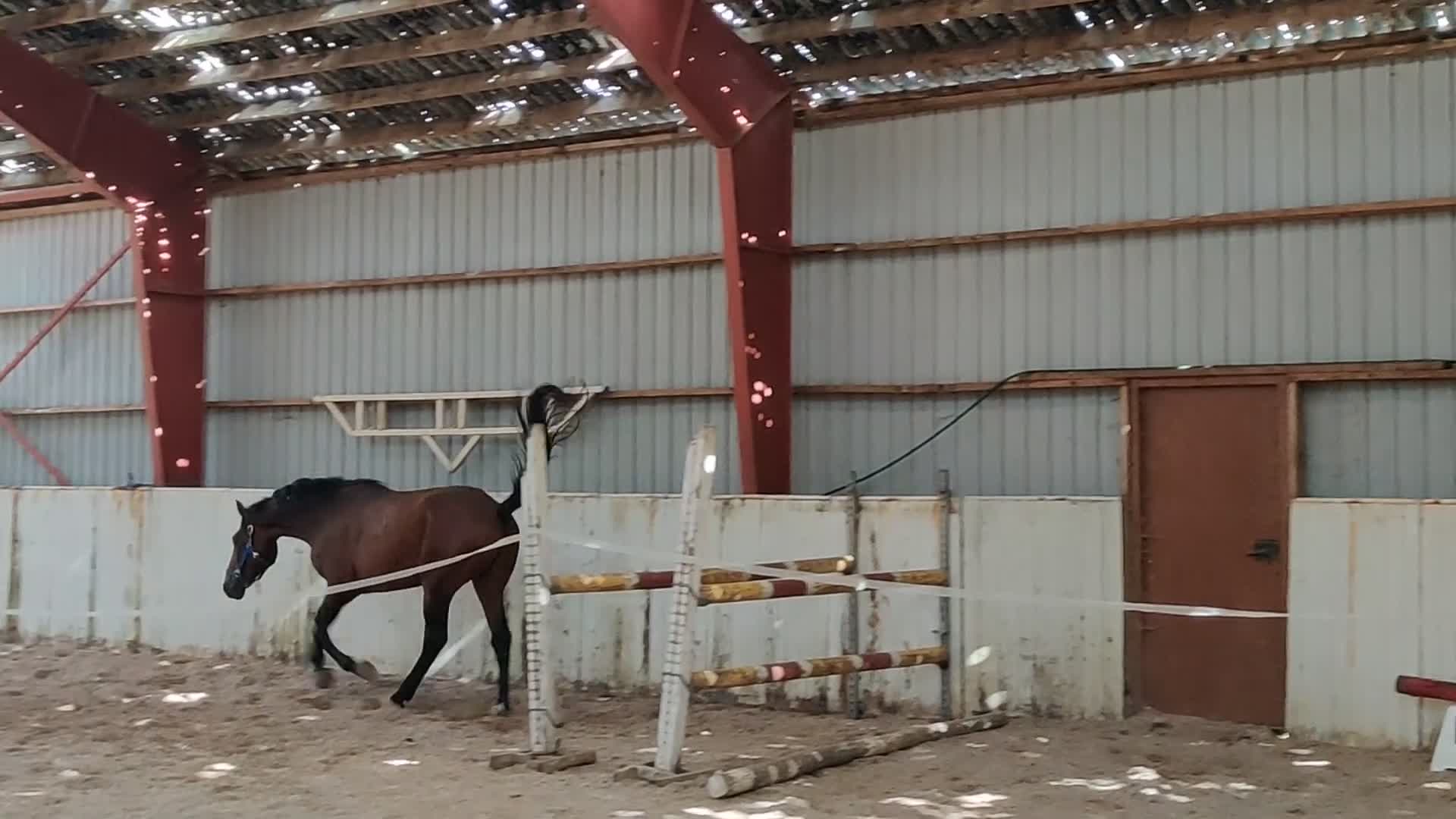 Hoppning hästar till salu: Blivande hoppkanon! - Video 1