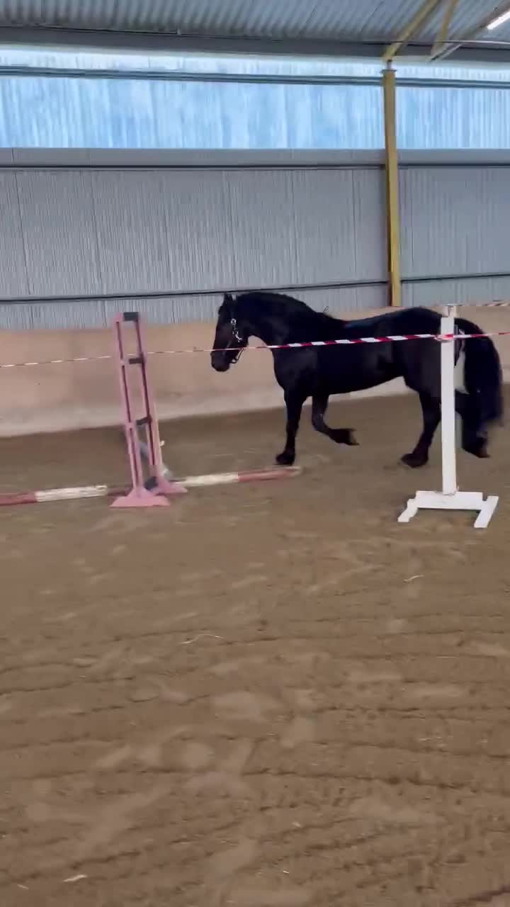 Allround hästar till salu: Svart pärla 🌟 - Video 1