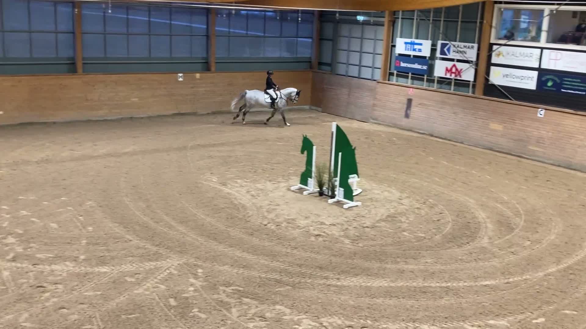 Hoppning hästar till salu: Underbar tävlingshäst  - Video 1