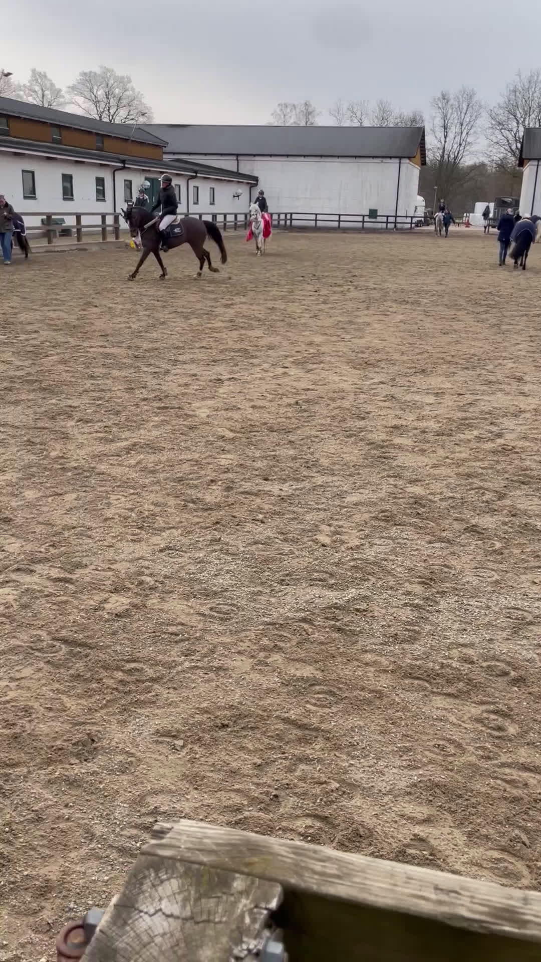 Hoppning hästar till salu: Sportponny med toppstam - Video 2