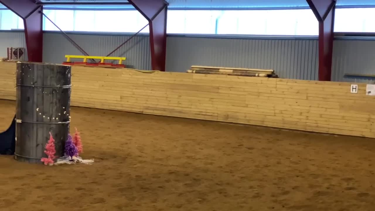 Allround hästar till salu: Snäll och rolig D-ponny valack till salu - Video 4