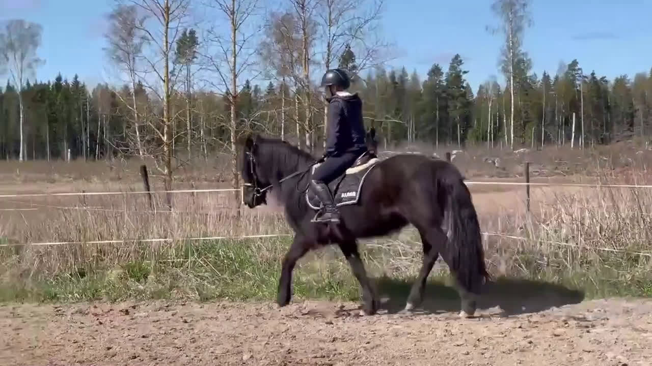 Allround hästar till salu: Snygg Valack i Fjärdhundra - Video 1