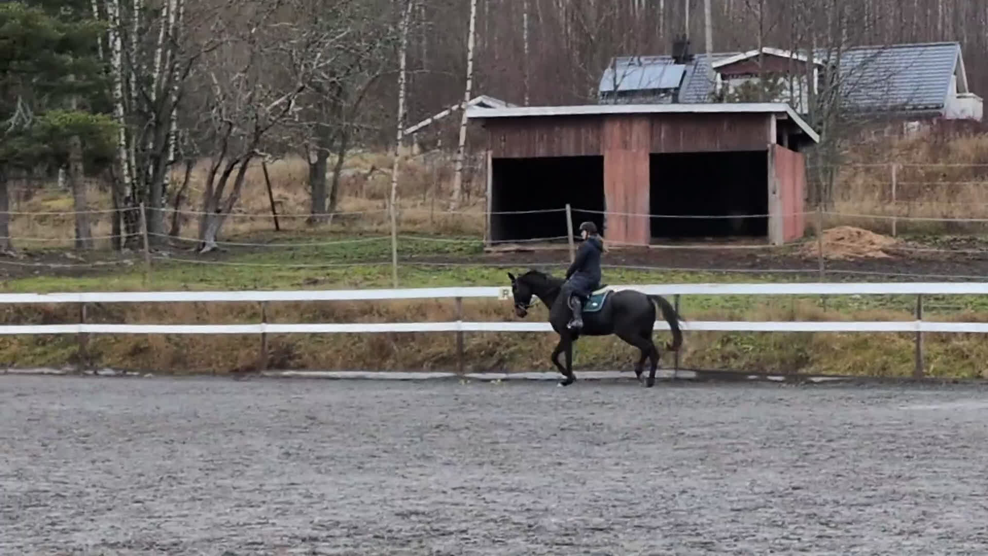 Allround hästar till salu: Unghäst med fint lynne i Bjästa - Video 1