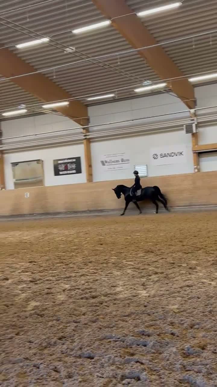 Dressyr hästar till salu: Vackert sto med stor utstrålning och potential - Video 2
