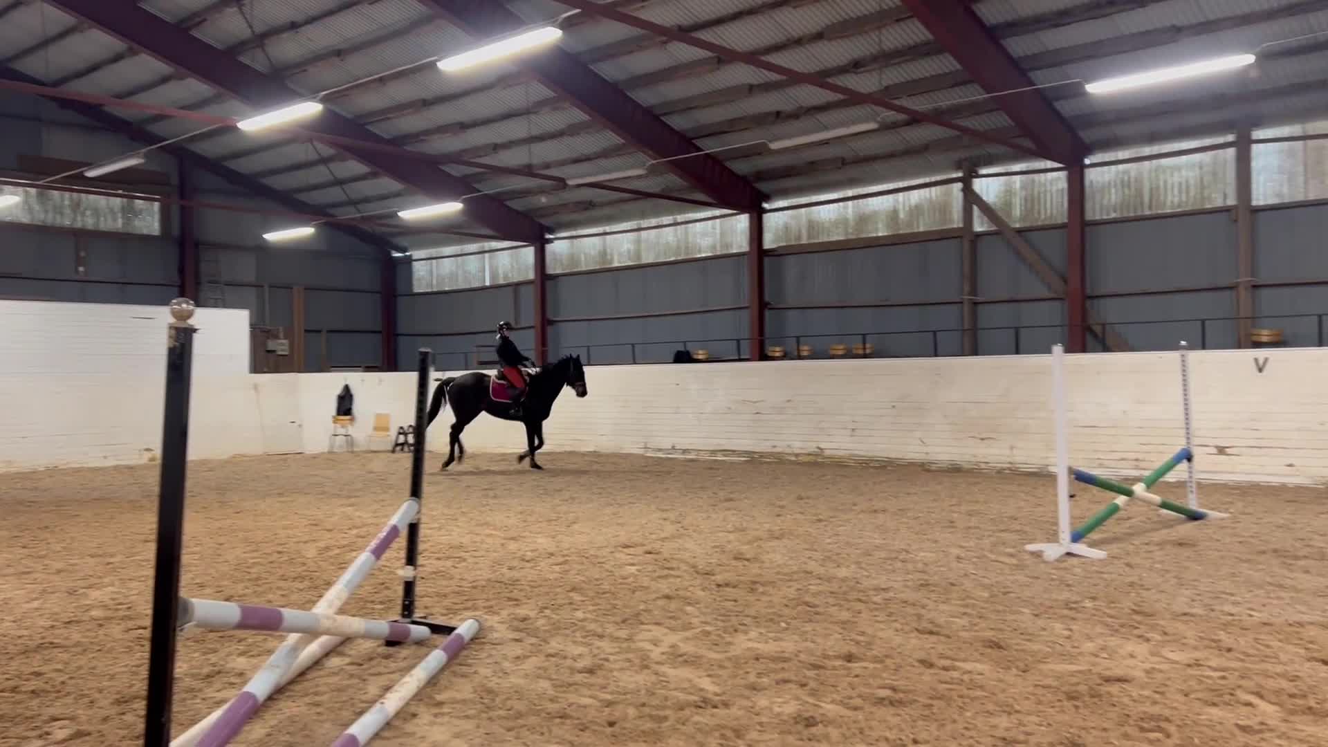 Allround hästar till salu: Trevlig allroundhäst - Video 1