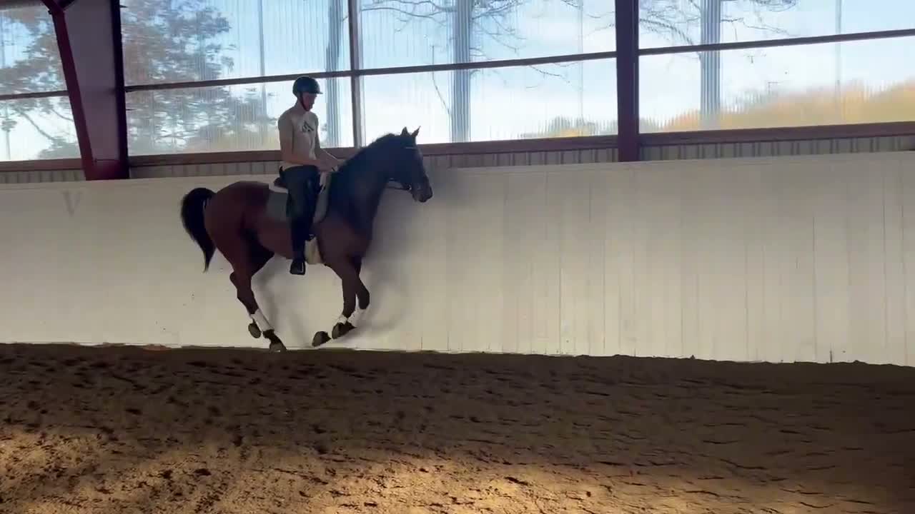Dressyr hästar till salu: Fin dressyrhäst med mycket kapacitet  - Video 5
