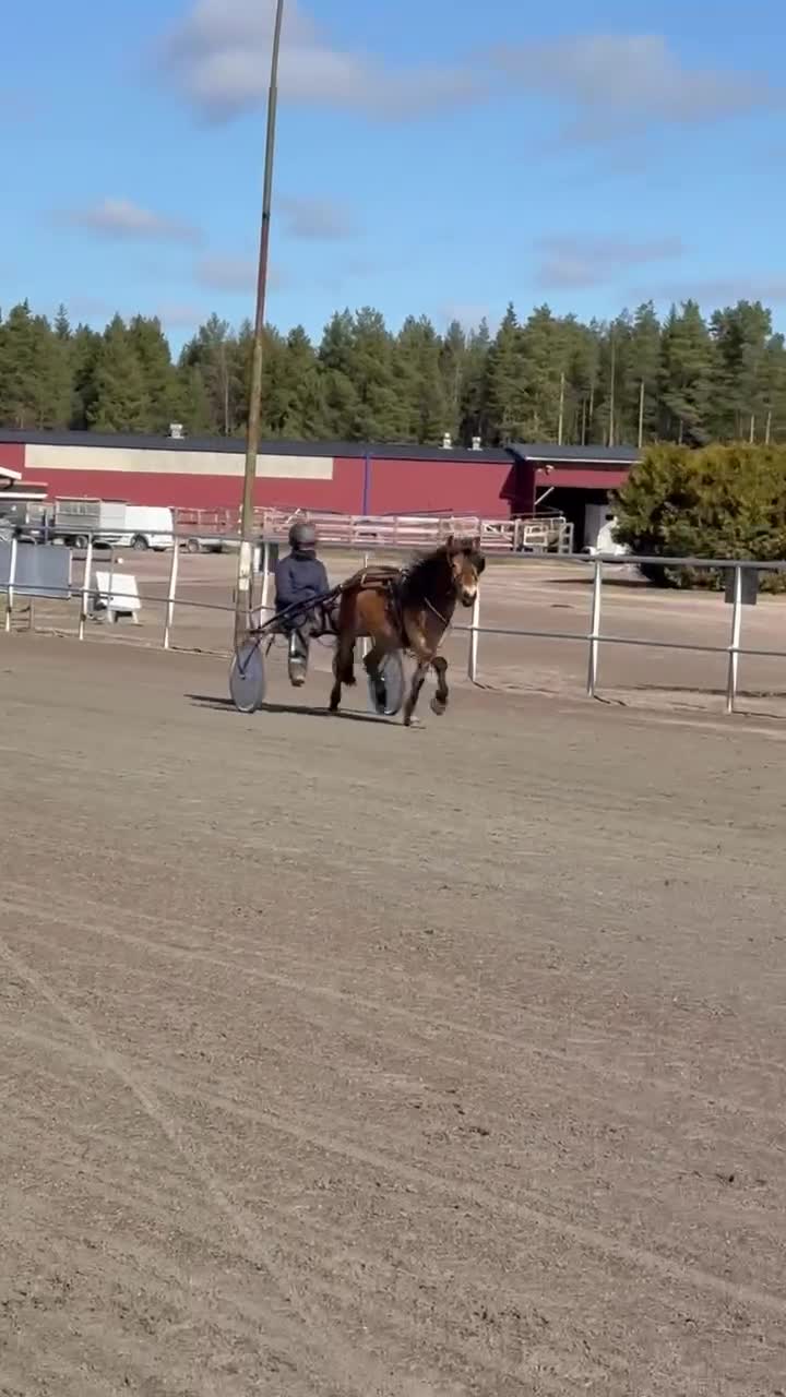 Trav hästar till salu: Bästa vän att forma själv - Video 3