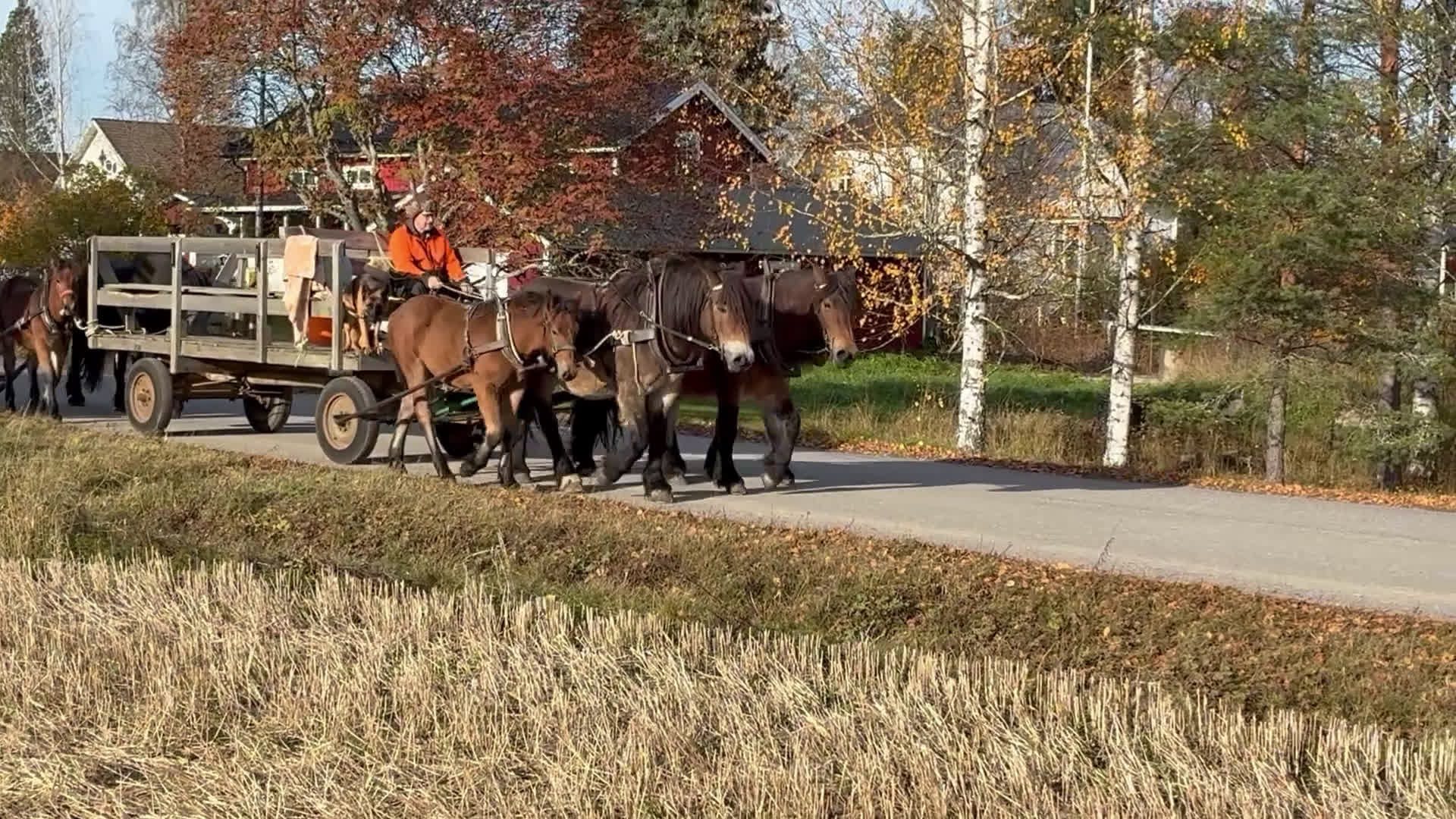 Körning hästar till salu: Välhanterat Hingstföl  i Alfta - Video 1