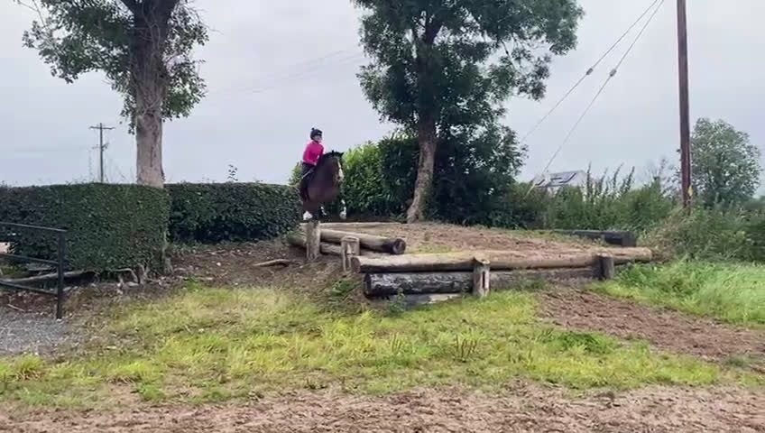 Hoppning hästar till salu: Welsh gelding 140cm i Ljungby - Video 4