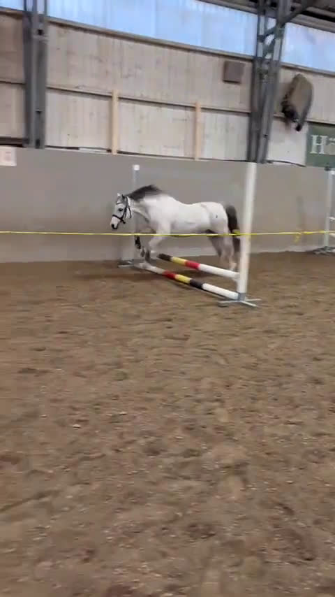 Allround hästar till salu: Söt ponny med potential - Video 2