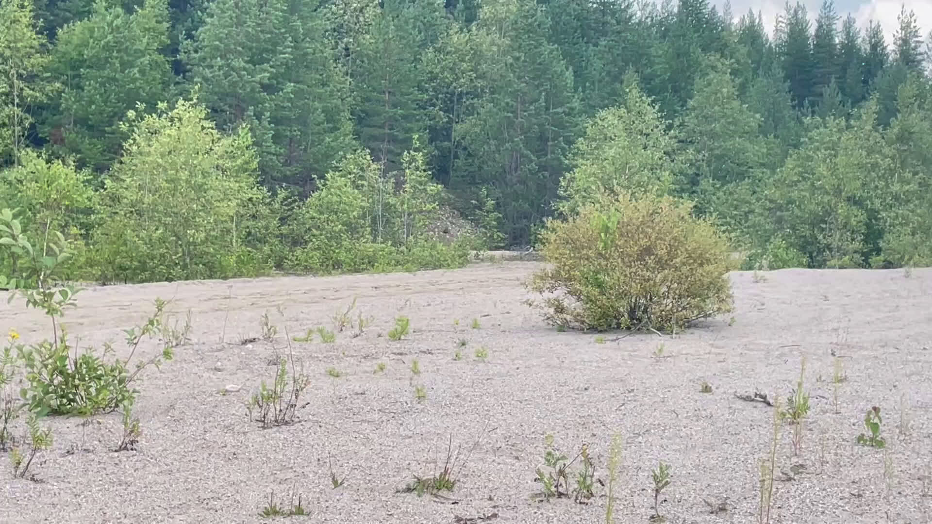 Allround hästar till salu: Trevlig ridhäst i Valbo - Video 1