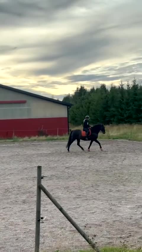 Allround hästar till salu: PRE valack i sina bästa år - Video 1