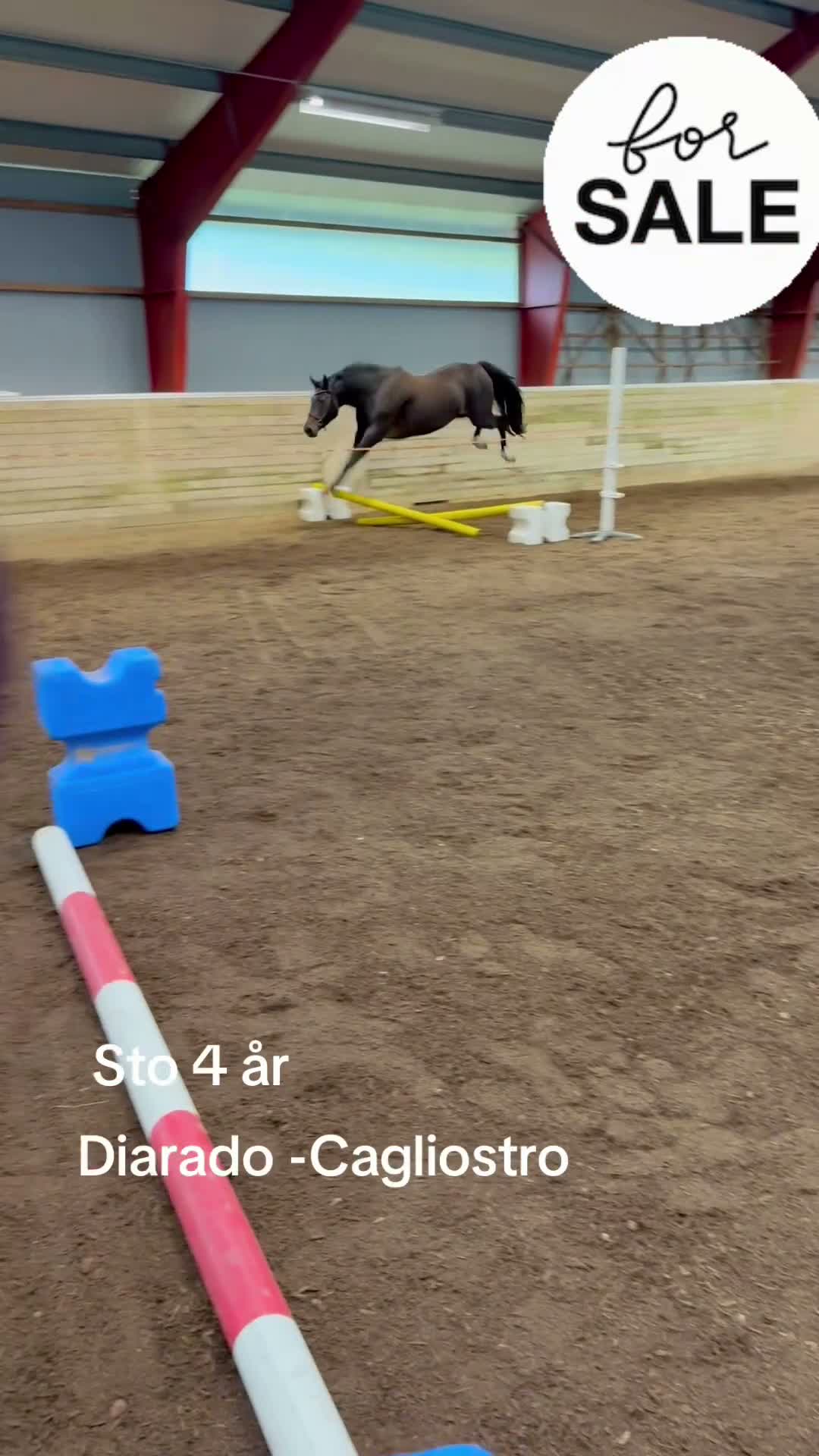 Hoppning hästar till salu: 4 årigt sto efter Diarado - Video 1