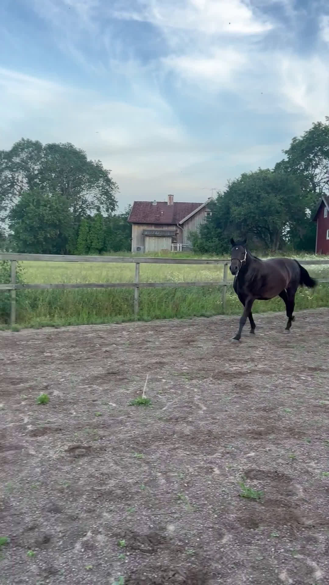 Hoppning hästar till salu: Sto -23 Kanon temperament! i Väring - Video 1