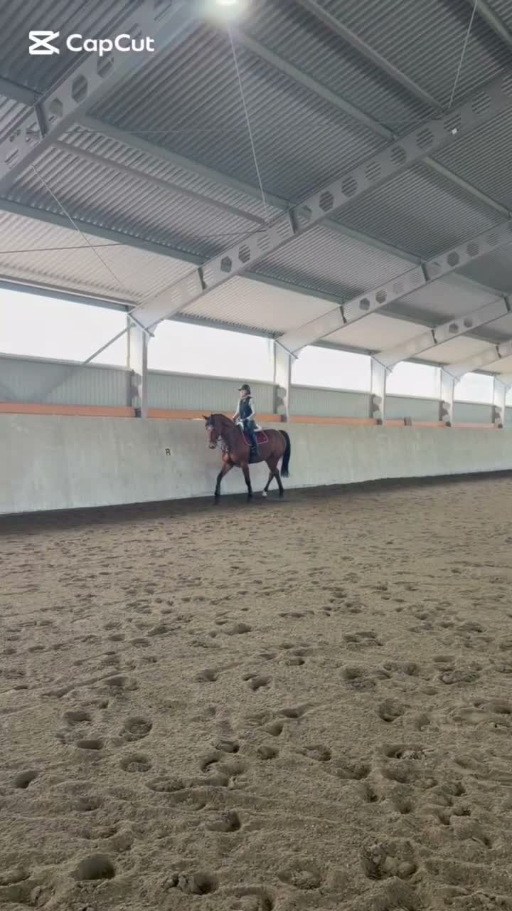 Allround hästar till salu: 7-årigt sto med stor potential - Video 1