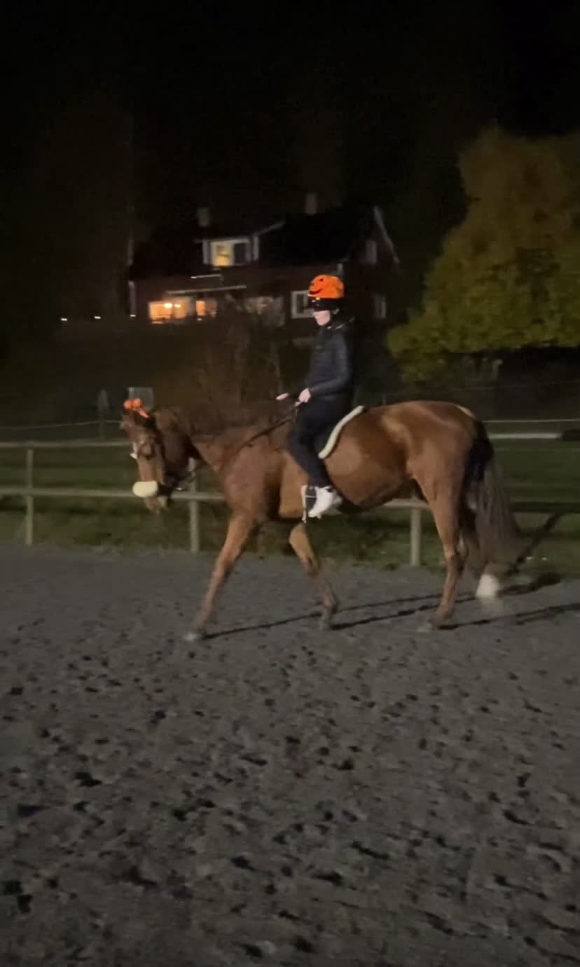 Allround hästar till salu: Drömhäst🧡 i Åkersberga - Video 1