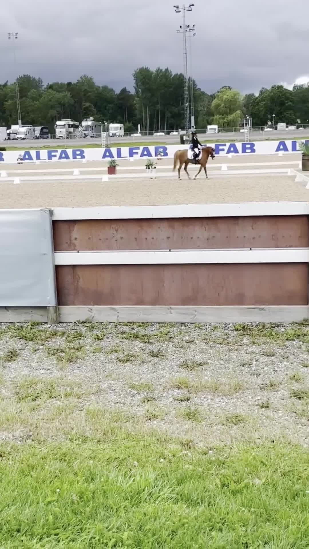 Dressyr hästar till salu: B ponny med SM kval  - Video 1