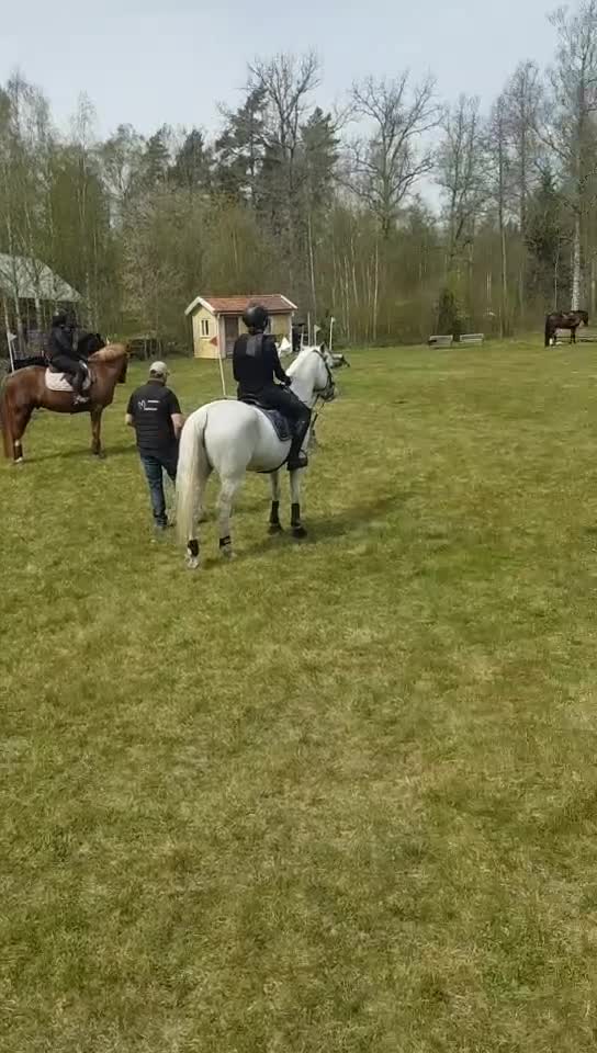 Avelshästar hästar till salu: Avelssto säljes - Video 1