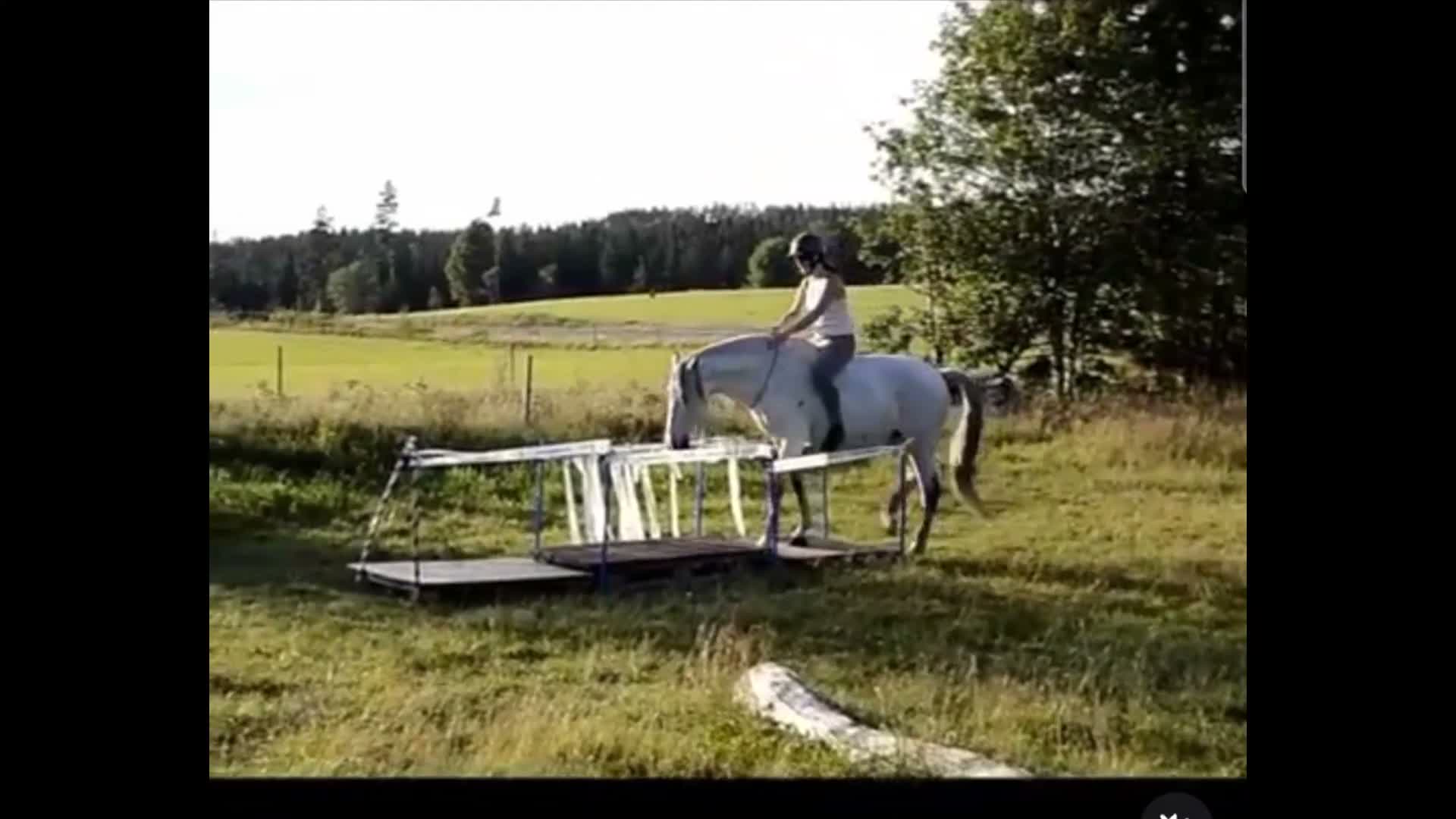 Allround hästar till salu: Äldre spansk herre/drömhäst - Video 3