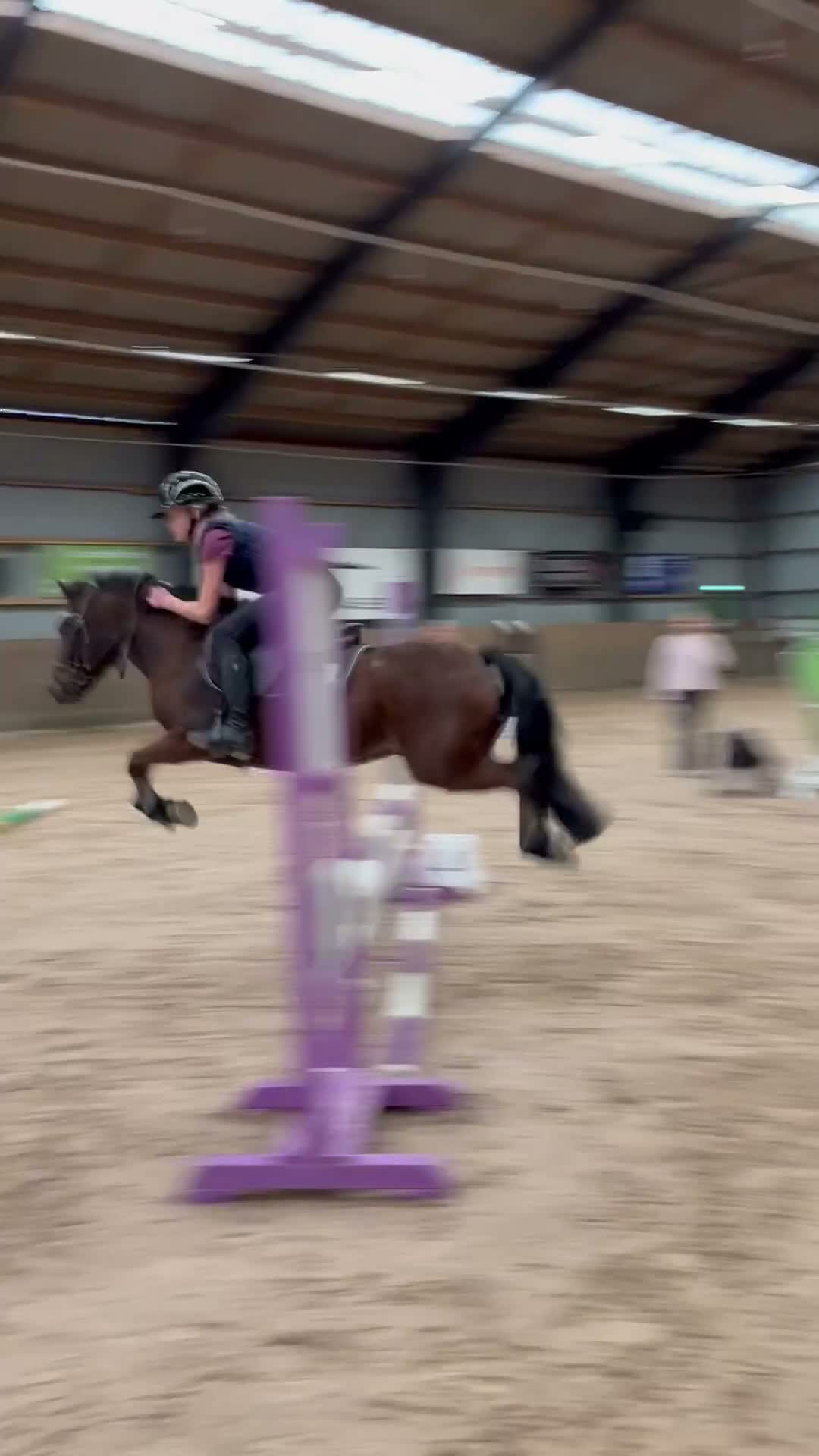 Allround hästar till salu: Ponny man kan göra allt med - Video 2