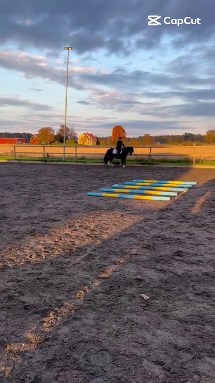 Övrig utrustning övrig utrustning till salu: Medryttarhäst sökes!  i Vinninga - Video 2