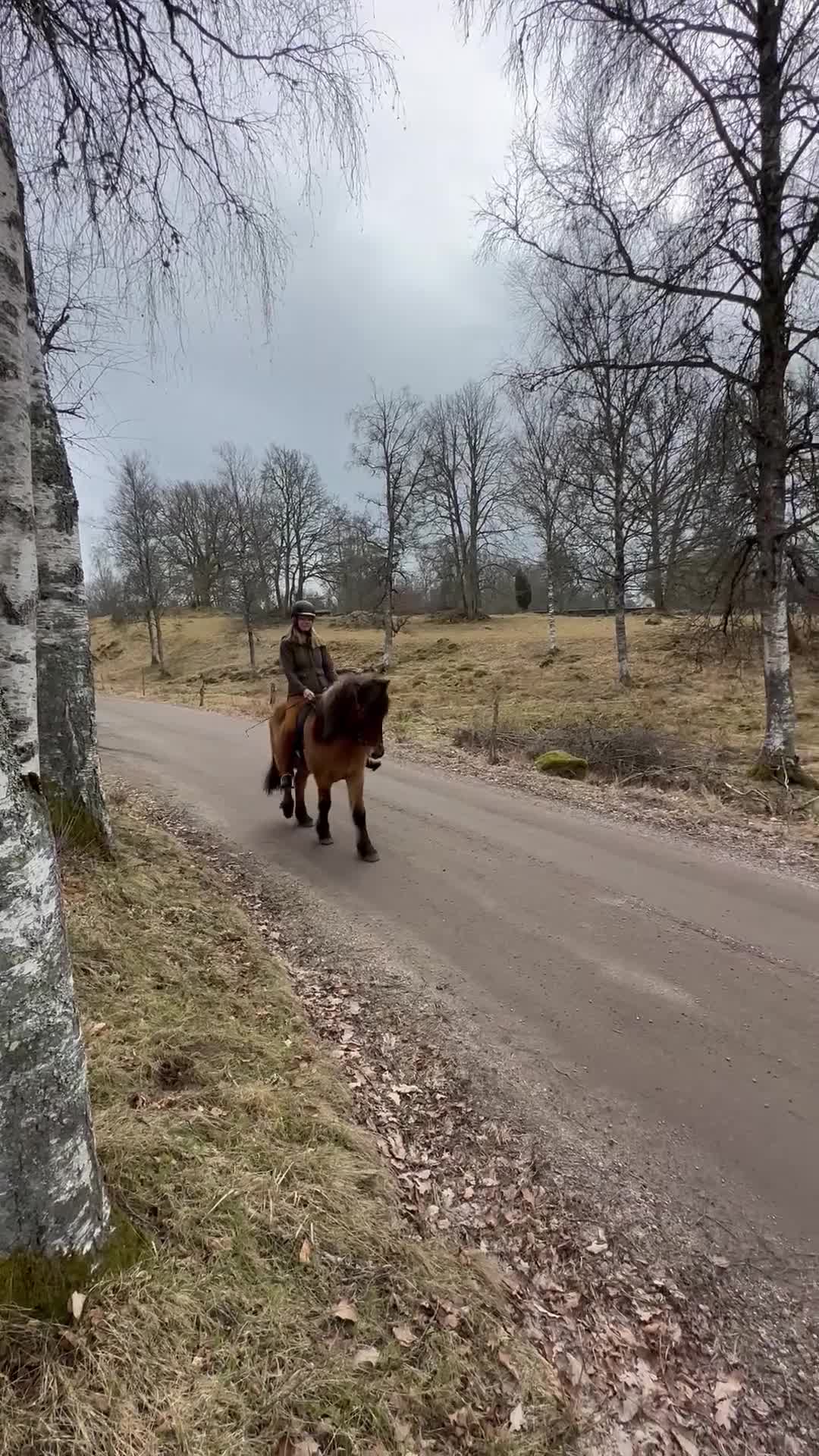 Island hästar till salu: En stjärna som letar efter sin ryttare 🌟 i Hamneda - Video 1