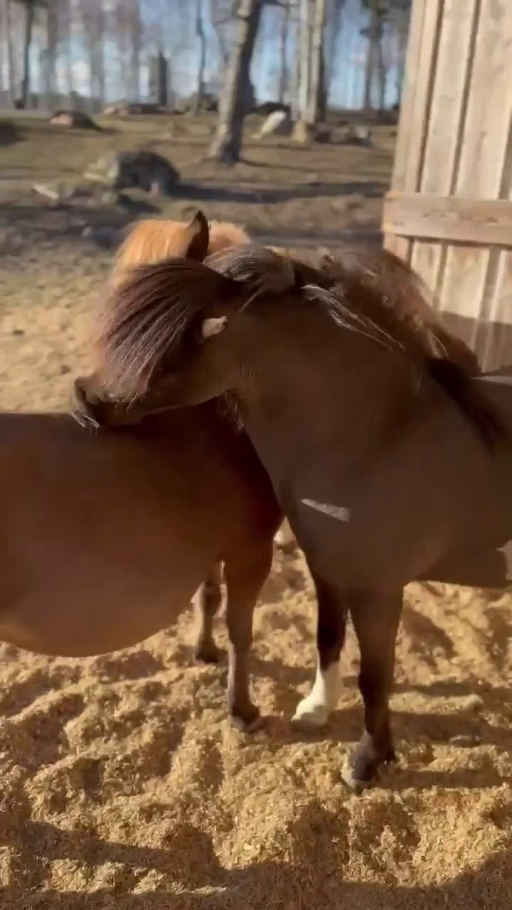 Övrigt hästar till salu: AMHA sto  i Strängnäs - Video 5