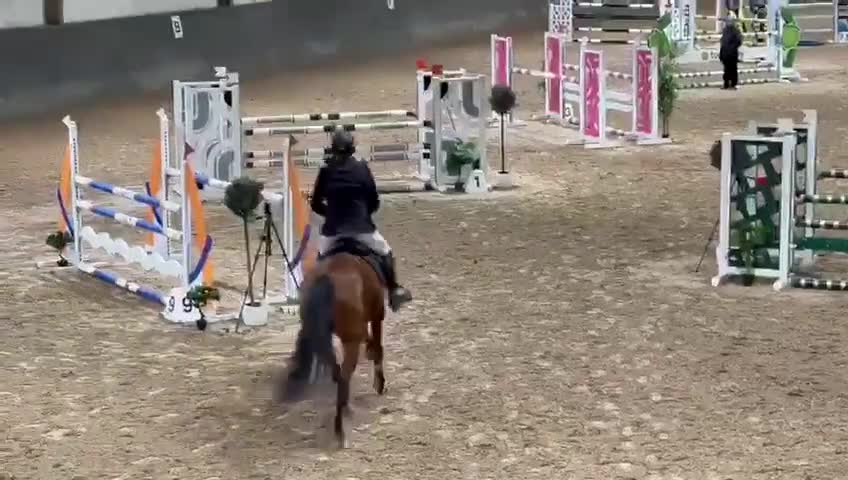 Hoppning hästar till salu: Lovande tävlingshäst - Video 3