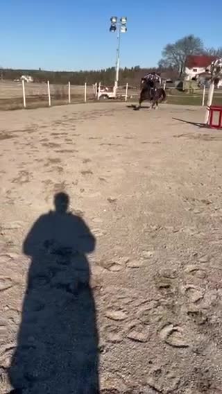 Dressyr hästar till salu: Vacker D-ponny valack med kapacitet. - Video 2