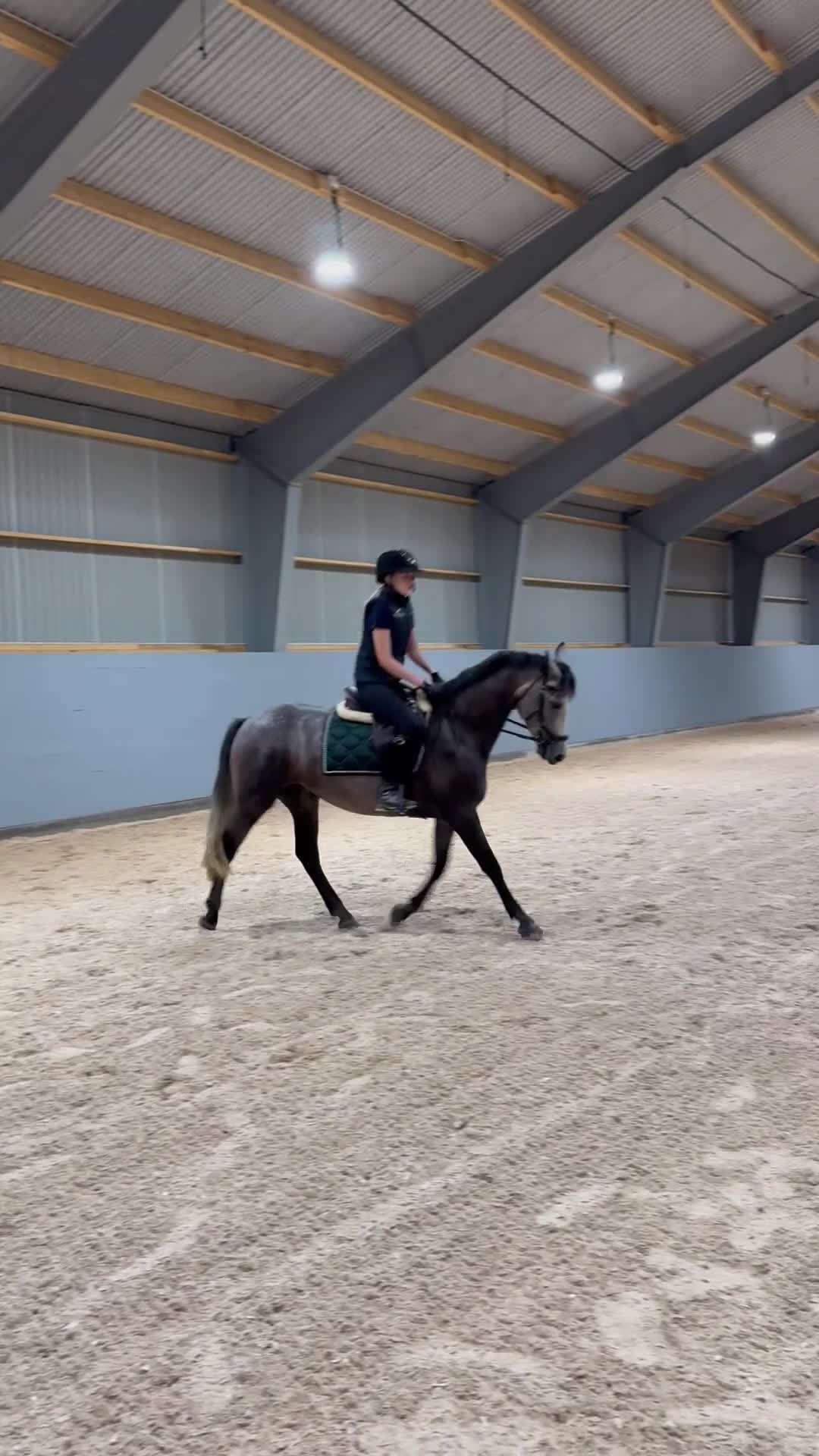 Allround hästar till salu: Snäll och arbetsvillig D-ponny - Video 3